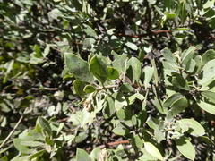 Arctostaphylos nevadensis