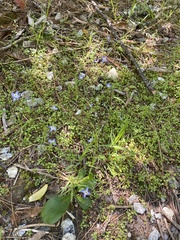 Houstonia serpyllifolia