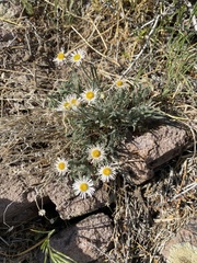 Erigeron concinnus