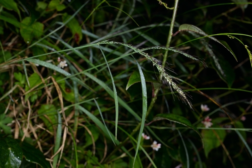 Muhlenbergia huegelii iNat (1)