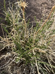 Adenophyllum cooperi