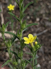 Lithospermum mirabile