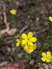 Lithospermum mirabile