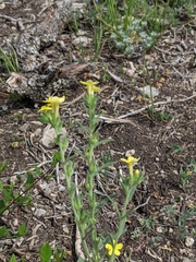 Lithospermum mirabile