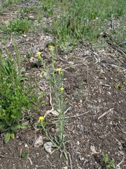 Lithospermum mirabile