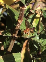 Polistes arizonensis