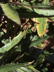 Polistes arizonensis