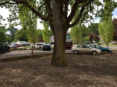 Quercus garryana garryana