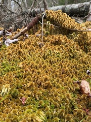 Sphagnum flavicomans