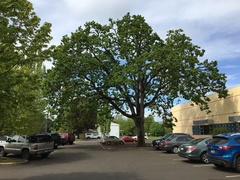 Quercus garryana garryana