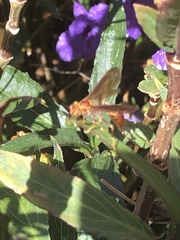 Polistes arizonensis