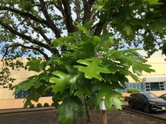 Quercus garryana garryana