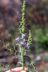 Sairocarpus vexillocalyculatus vexillocalyculatus