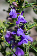 Sairocarpus vexillocalyculatus vexillocalyculatus