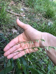 Melica mutica