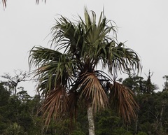 Colpothrinax aphanopetala