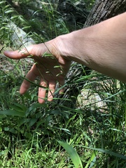 Melica mutica