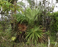 Colpothrinax aphanopetala