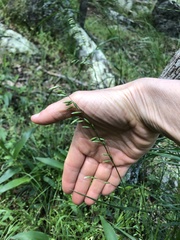 Melica mutica
