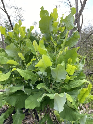 Magnolia ashei, photograph 4