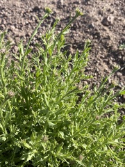 Adenophyllum cooperi