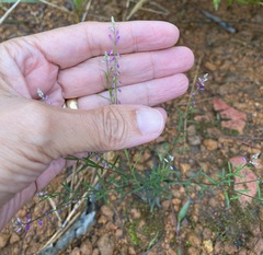 Polygala paniculata