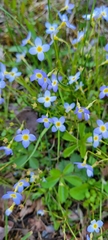 Houstonia caerulea