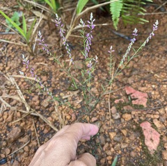Polygala paniculata