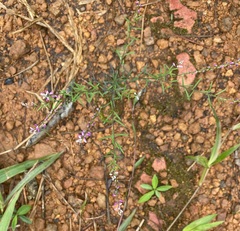Polygala paniculata