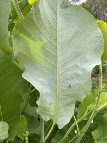 Magnolia ashei, photograph 5