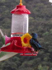 Dacnis cayana