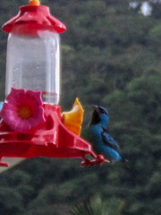 Dacnis cayana