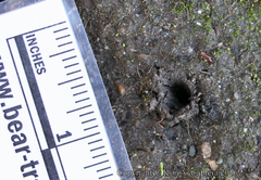 Colaptes auratus