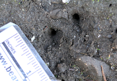 Colaptes auratus