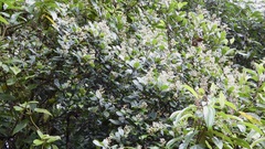 Miconia conorufescens