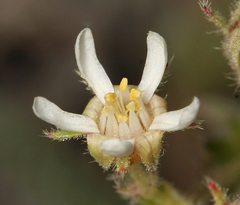 Horkelia hispidula