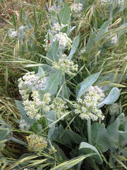 Asclepias vestita