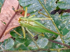 Copiphora brevirostris