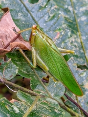 Copiphora brevirostris