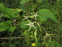 Angiospermae