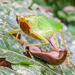 Copiphora brevirostris