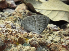 Cissia rubricata pseudocleophes