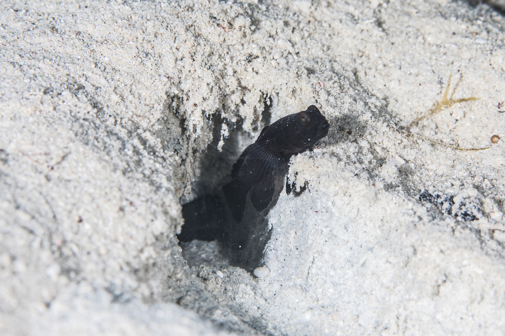 Blackdwarf Shrimpgoby