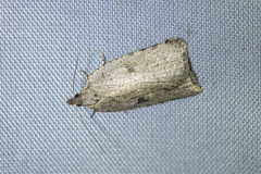 Meritastis