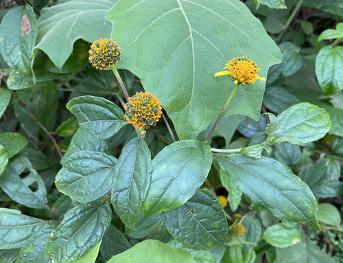 Tilesia baccata image