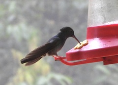 Chalybura urochrysia