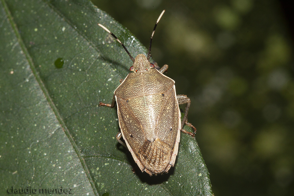 Serdia indistincta