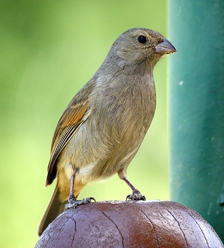 Barbados Bullfinch photo
