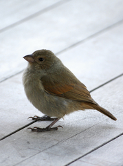 Barbados Bullfinch photo 3