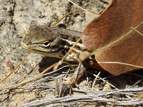 Southern Occidental Bunchgrass Lizard